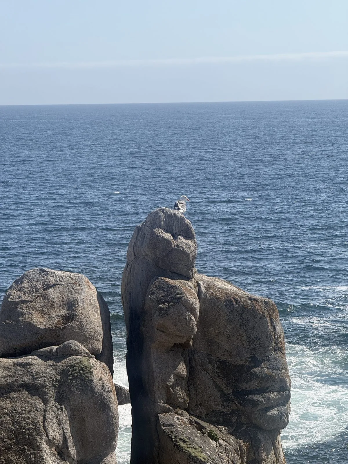 Bird Rock——整座礁石岛上密密麻麻全是海鸟和海狮