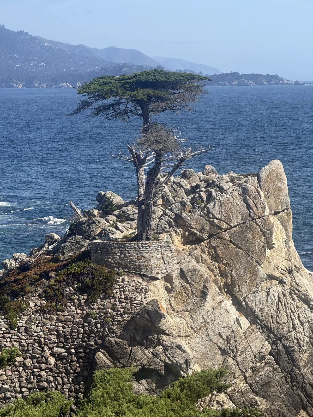 孤柏（Lone Cypress）——它其实并不孤独，只是离礁石更近一点