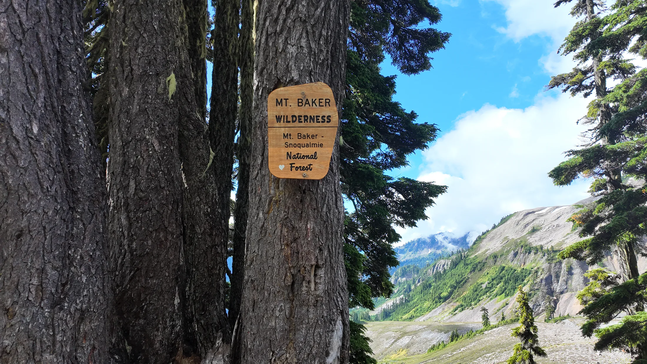 树上的Mount Baker Wilderness标志，右侧是山路与峡谷