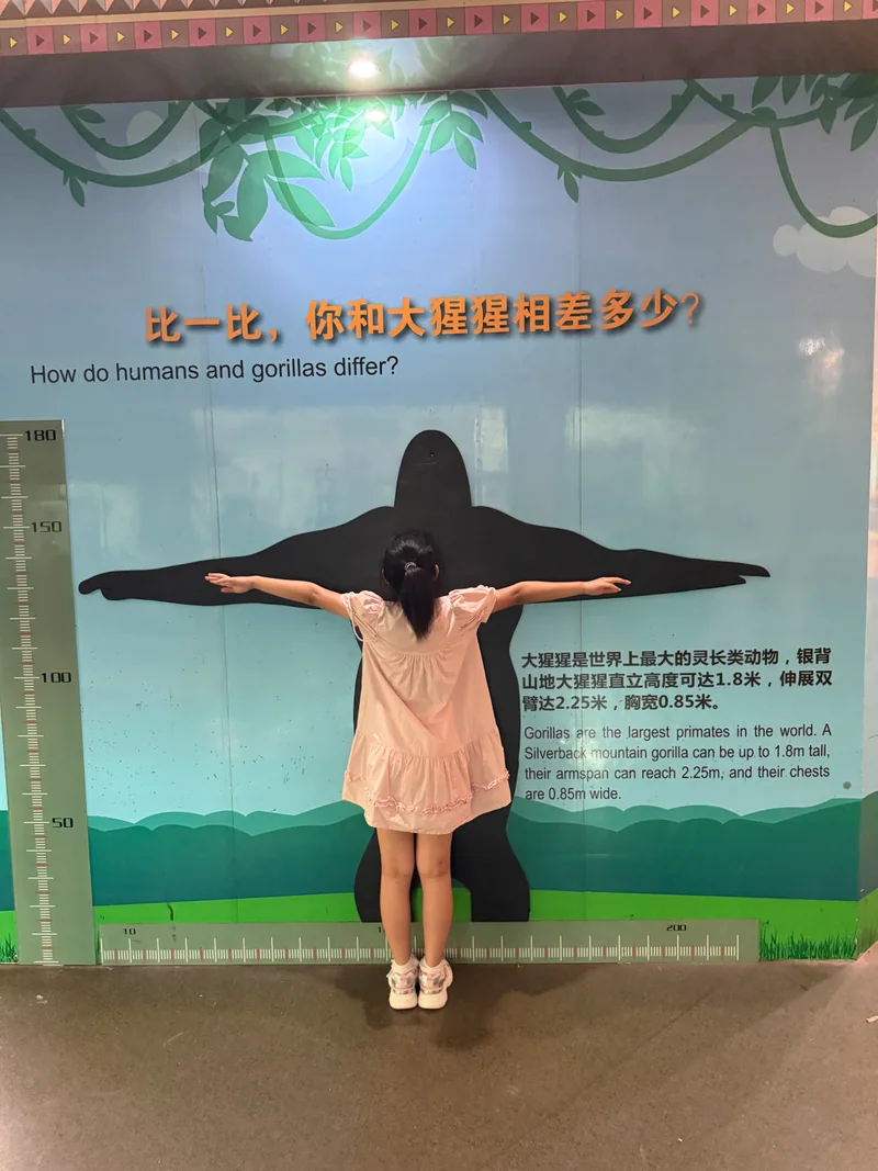 妹妹面向大猩猩科普展板，伸直双臂比较臂展