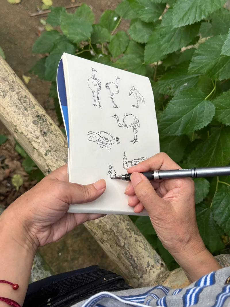 一双手握着钢笔，在小本子上画下不同姿态的鸟
