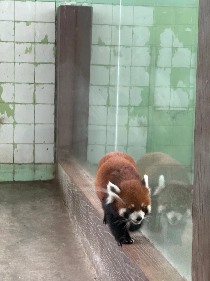 红棕色的小熊猫沿玻璃窗边走来