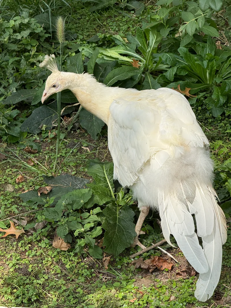 一只白孔雀走在绿色植物旁